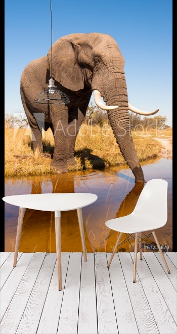 Picture of Elephant Drinking Water